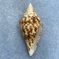 #4 Conus praecellens 39mm F++ Punta Engano, Cebu, Philippines