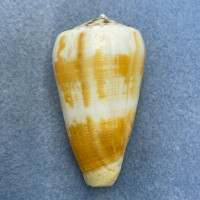 #3 Conus planorbis 56.9mm F+ Dingo Beach, Queensland, Australia