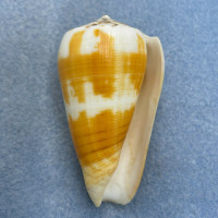 #3 Conus planorbis 56.9mm F+ Dingo Beach, Queensland, Australia