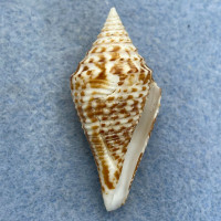 #5 Conus praecellens 40mm F+ Punta Engano, Cebu, Philippines