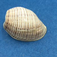 #21 Hydatina physis 23.7mm Australia Aplustridae