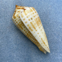 #1 Conus inscriptus 54.6mm W/O Gem Pamban, Kilakarai, India