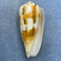 #4 Conus magus 57.2mm F++ Masbate Bay, Philippines