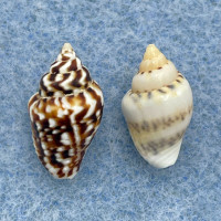 #3 Euplica scripta 12-13mm F++ Balicasag Is. Philippines Tangle Net 130-230m