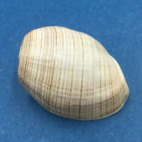 #15 Hydatina physis 31.9mm Australia Aplustridae