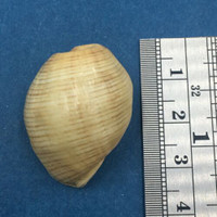 #13 Hydatina physis 31mm Australia Aplustridae