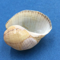 #13 Hydatina physis 31mm Australia Aplustridae