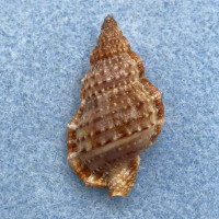 #11 Bursa granularis 31.1mm F++ India