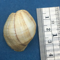 #11 Hydatina physis 31.9mm Australia Aplustridae