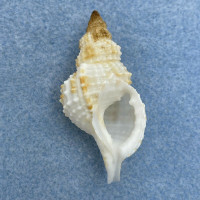 Sassia semitorta 44.9mm F++ Balicasag Is. Philippines Tangle Net 130-230m