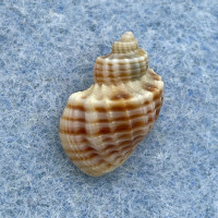 #2 Scalptia contabulata 14.6mm F++ Aliguay Is. Philippines 50-150m By Fishermen