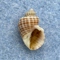 #2 Scalptia contabulata 14.6mm F++ Aliguay Is. Philippines 50-150m By Fishermen