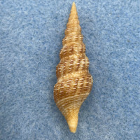 Funa jeffreysii 40.6mm F+ Japan, Offshore, 30m Turridae