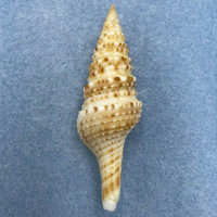 Unedogemmula unedo 69.2mm F++ Aliguay Is. Philippines Trawled 80-150m