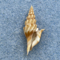 Glyphostoma otohimeae 27.2mm F+ Bohol, Philippines, Shallow Water Turridae