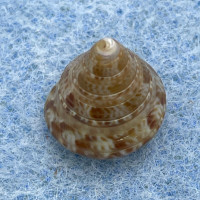 #2 Calliostoma laugieri 11.7mm F+ Cabo de Gata, Spain