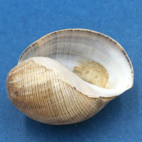 #2 Hydatina physis 39.9mm Tayabas Bay, Luzon, Philippines 25m Deep Amplustridae