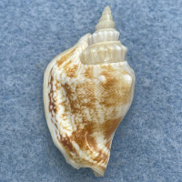 Strombus (Dolomena) minima 32.3mm F+ Cabulan, Philippines, Dived 28m