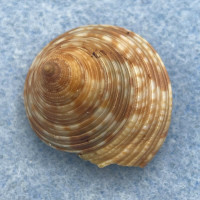 #6 Calliostoma zizyphinum 23.8mm F+ W/O Malaga, Spain 3M On Rocks