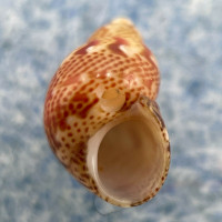 #10 Tricolia pullus 6.5mm F+ Playa de las Amerias, Tenerife, Canary Is.