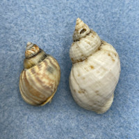 Tritia mutabilis 21-32mm F South Of France, On Beach