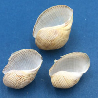 #25 Hydatina physis Set x3 27-34.5mm Australia Aplustridae