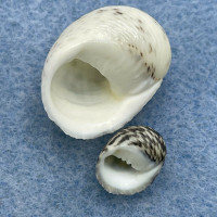 #4 Nerita undata 10.4-19.5mm F+ Balicasag Is. Philippines Tangle Net 130-230m