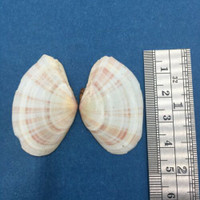 #10 Tellina virgata 41mm Malolo Lai Lai, Fiji, On Sand Near Reef, Day Snorkel