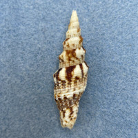 #1 Vexillum mirabile 46.6mm F++ Sabbah, North Borneo, Malaysia