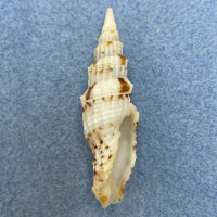 #2 Vexillum mirabile 49.6mm F+/++ Aliguay Is. Philippines From Fishermen