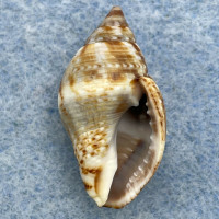 #3 Pisania striata 23mm F++ Cala del Carbon, Cadiz, Spain, Live Taken Buccinidae