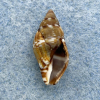 #1 Pisania striata 19.1mm F+ Frejus, France Buccinidae