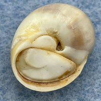 #3 Natica livida 14.5mm F+ W/O Henza-Miyagi, Japan On Sand Flat, Low Tide 1964