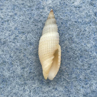 Subcancilla amoena 16.8mm F++/Gem Bohol, Philippines