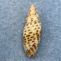 #3 Neocancilla papilio 39.5mm F+ Topatii, French Polynesia In Sand, Low Tide