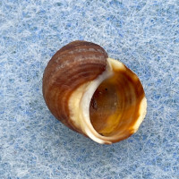 #1 Littorina sitkana 10.3mm F+ Glacier Bay Park, Alaska, On Rockweed Algae