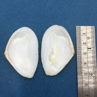 #2 Tellina (Eurytellina) hertleini 50mm Puerto Pizarro, Tumbes, Peru In Mangrove