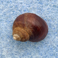 #2 Littorina sitkana 11.4mm F+ Glacier Bay Park, Alaska, On Rockweed Algae