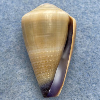 #2 Conus sugillatus 36.9mm F++ Marinduque, Philippines