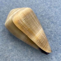#2 Conus sugillatus 36.9mm F++ Marinduque, Philippines