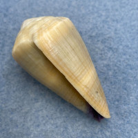 #1 Conus sugillatus 43.6mm F++ Marinduque, Philippines