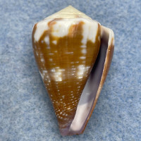 #3 Conus rattus 34.6mm F+ Bohol, Philippines