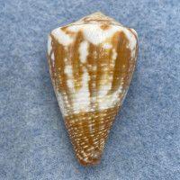 #4 Conus rattus 32.3mm F+ Bohol, Philippines