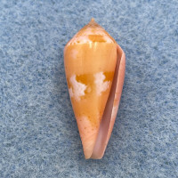 #2 Conus corallinus 24.1mm F++ Cebu Philippines Netted 20m On Rubble