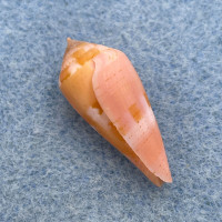 #2 Conus corallinus 24.1mm F++ Cebu Philippines Netted 20m On Rubble