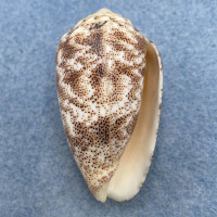 #2 Conus arenatus 45mm F+ Sta. Rosa Island, Cebu, Philippines