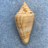 Conus granarius 34.2mm F+ (Rough Lip) Venezuelan Gulf, Colombia Dredged 60fms