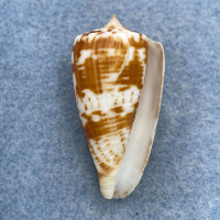 Conus andamanensis 36.9mm F+ Southeast Asia