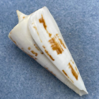 Conus bayani 54.5mm F+ W/O Madras, India 170' By Fishing Boat