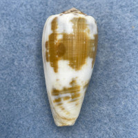 #7 Conus magus 47.3mm F+ Philippines